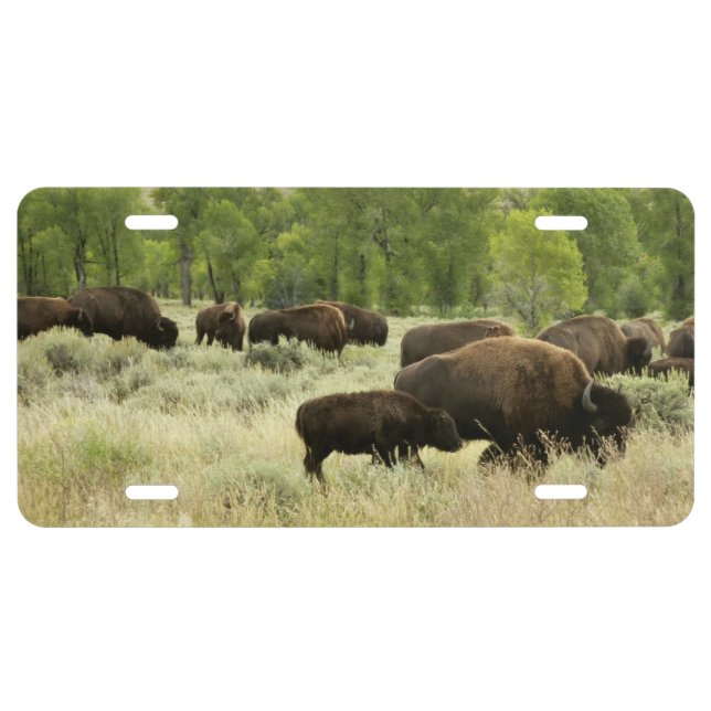 Wyoming Bison Nature Animal Photography License Plate (Front)