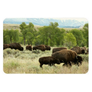 Wyoming Bison Nature Animal Photography Magnet