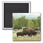Wyoming Bison Nature Animal Photography Magnet