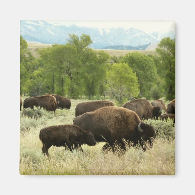 Wyoming Bison Nature Animal Photography Magnet (Front)