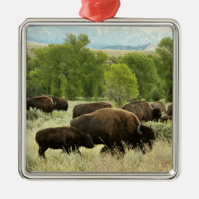 Wyoming Bison Nature Animal Photography Metal Ornament (Front)