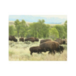Wyoming Bison Nature Animal Photography Metal Print