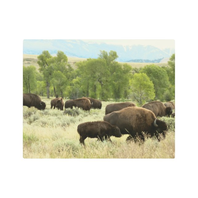 Wyoming Bison Nature Animal Photography Metal Print (Front)