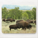 Wyoming Bison Nature Animal Photography Mouse Pad