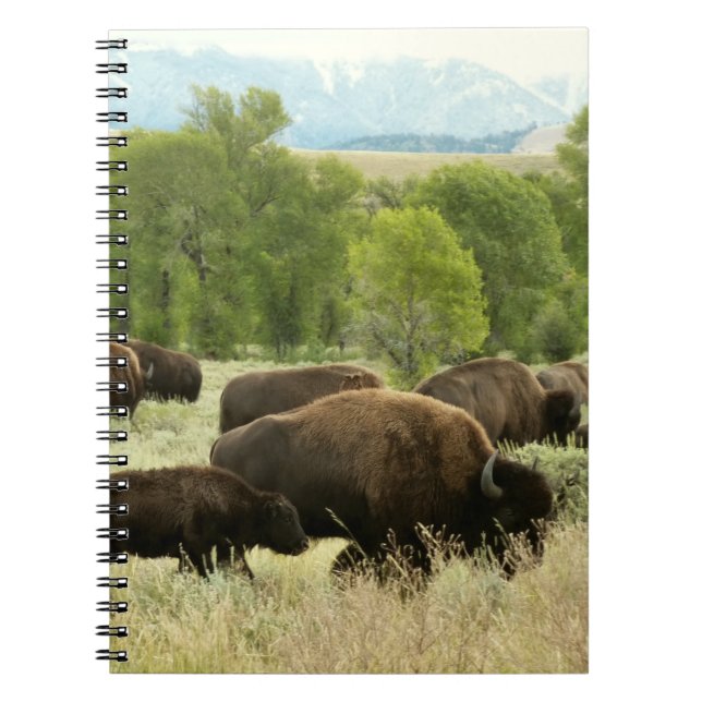 Wyoming Bison Nature Animal Photography Notebook (Front)