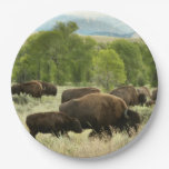 Wyoming Bison Nature Animal Photography Paper Plates