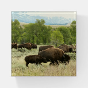 Wyoming Bison Nature Animal Photography Paperweight