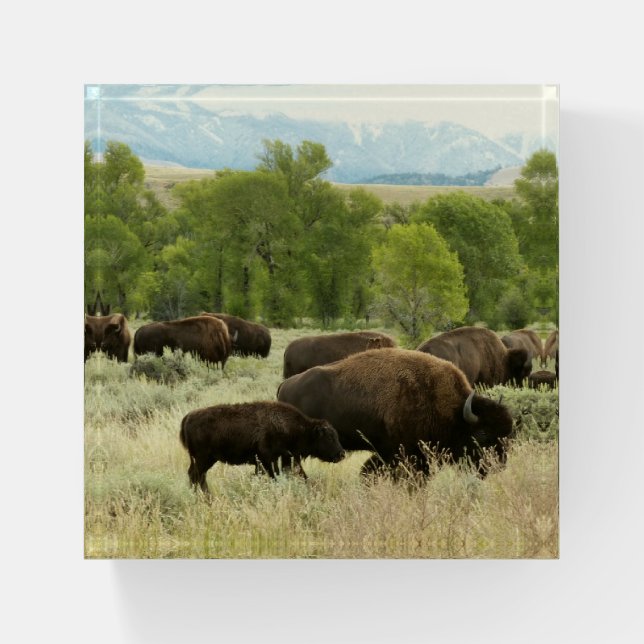 Wyoming Bison Nature Animal Photography Paperweight (Front)