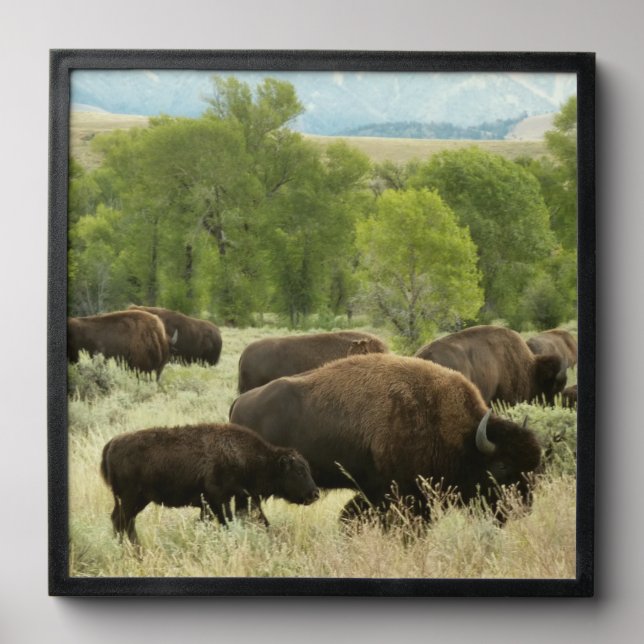 Wyoming Bison Nature Animal Photography Peel And Stick Photo Tile (Front Set)