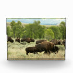Wyoming Bison Nature Animal Photography Photo Block