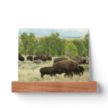Wyoming Bison Nature Animal Photography Picture Ledge