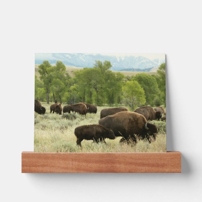 Wyoming Bison Nature Animal Photography Picture Ledge (Front)