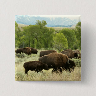 Wyoming Bison Nature Animal Photography Pinback Button