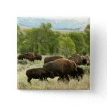Wyoming Bison Nature Animal Photography Pinback Button