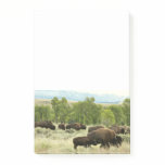 Wyoming Bison Nature Animal Photography Post-it Notes