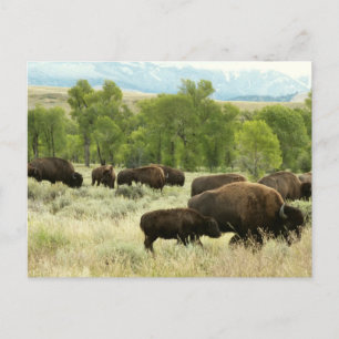 Wyoming Bison Nature Animal Photography Postcard