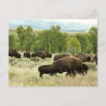 Wyoming Bison Nature Animal Photography Postcard