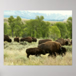 Wyoming Bison Nature Animal Photography Poster