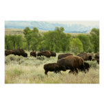 Wyoming Bison Nature Animal Photography Poster