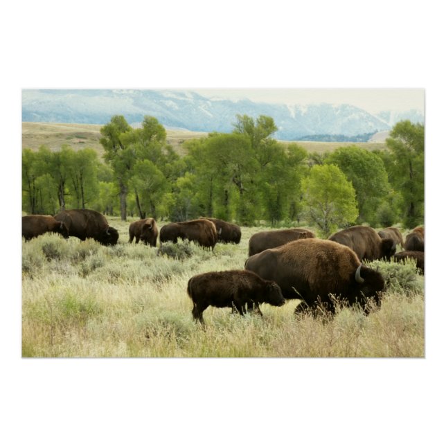 Wyoming Bison Nature Animal Photography Poster (Front)