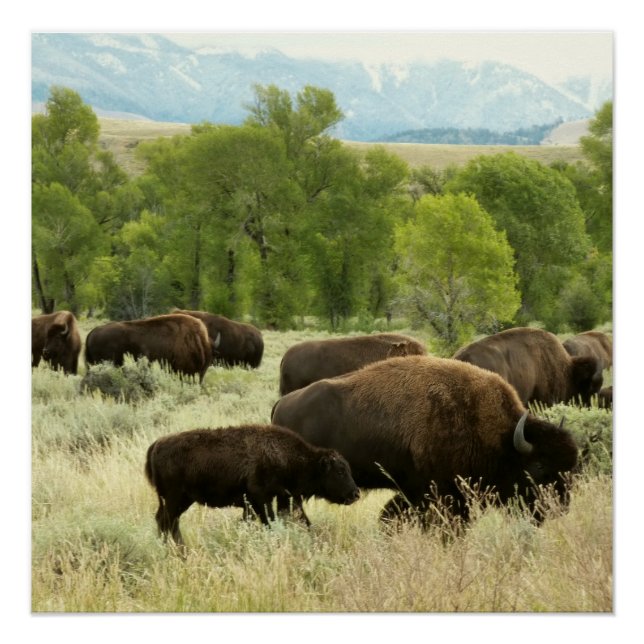 Wyoming Bison Nature Animal Photography Poster (Front)