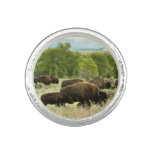 Wyoming Bison Nature Animal Photography Ring
