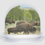 Wyoming Bison Nature Animal Photography Snow Globe
