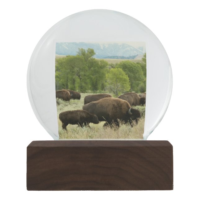Wyoming Bison Nature Animal Photography Snow Globe (Front)