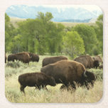 Wyoming Bison Nature Animal Photography Square Paper Coaster