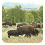 Wyoming Bison Nature Animal Photography Square Sticker