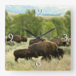 Wyoming Bison Nature Animal Photography Square Wall Clock