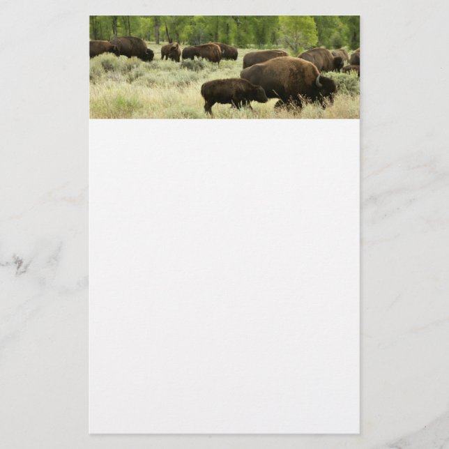 Wyoming Bison Nature Animal Photography Stationery (Front)