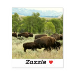 Wyoming Bison Nature Animal Photography Sticker