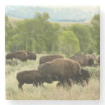 Wyoming Bison Nature Animal Photography Stone Coaster