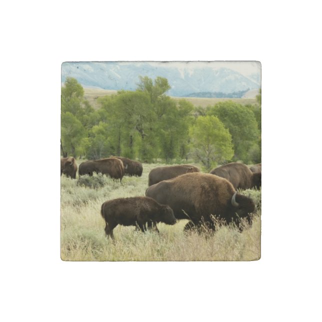 Wyoming Bison Nature Animal Photography Stone Magnet (Front)
