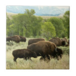 Wyoming Bison Nature Animal Photography Tile
