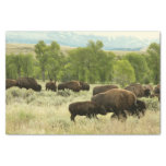 Wyoming Bison Nature Animal Photography Tissue Paper