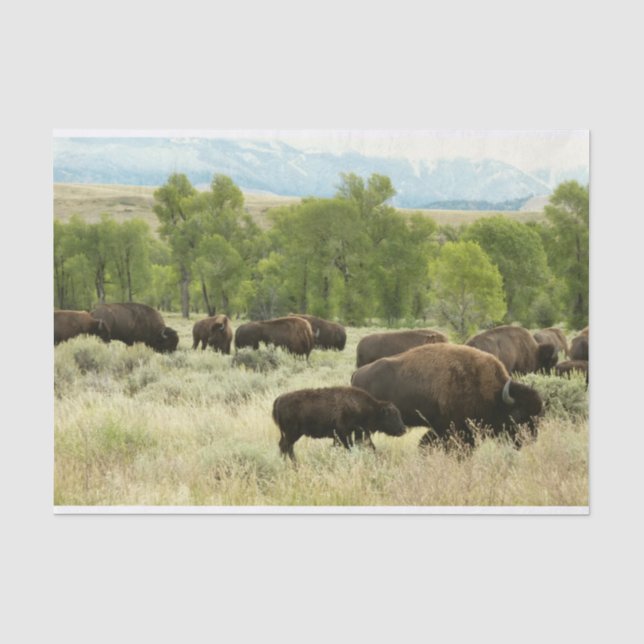 Wyoming Bison Nature Animal Photography Tissue Paper (Front)