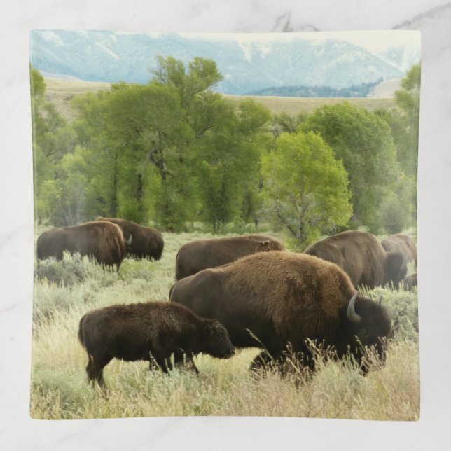 Wyoming Bison Nature Animal Photography Trinket Tray (Front)