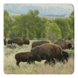 Wyoming Bison Nature Animal Photography Trivet