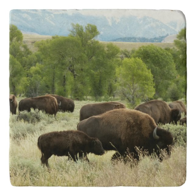 Wyoming Bison Nature Animal Photography Trivet (Front)