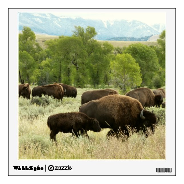 Wyoming Bison Nature Animal Photography Wall Sticker (Front)