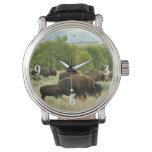 Wyoming Bison Nature Animal Photography Watch