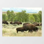 Wyoming Bison Nature Animal Photography Window Cling