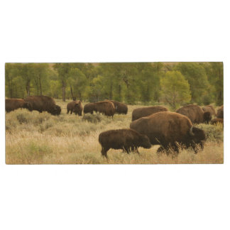 Wyoming Bison Nature Animal Photography Wood Flash Drive