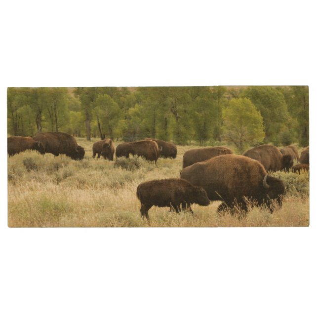 Wyoming Bison Nature Animal Photography Wood Flash Drive (Front)