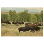 Wyoming Bison Nature Animal Photography Wood Poster