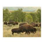Wyoming Bison Nature Animal Photography Wood Wall Decor