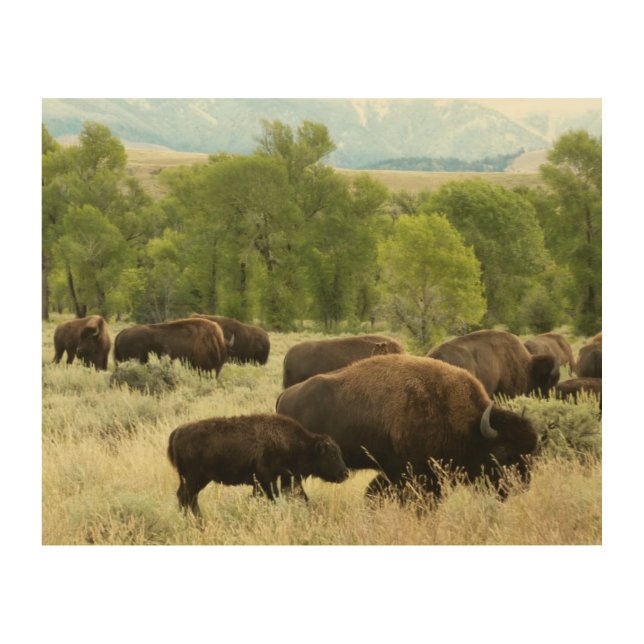 Wyoming Bison Nature Animal Photography Wood Wall Decor (Front)