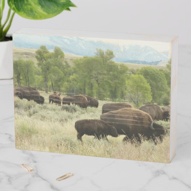 Wyoming Bison Nature Animal Photography Wooden Box Sign (In Situ Horizontal)